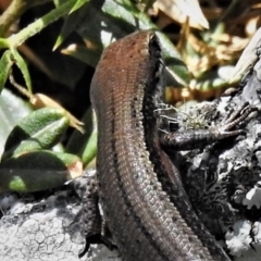 Pseudemoia entrecasteauxii at Cotter River, ACT - 23 Feb 2019