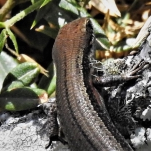 Pseudemoia entrecasteauxii at Cotter River, ACT - 23 Feb 2019