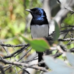 Myiagra cyanoleuca (Satin Flycatcher) at Cotter River, ACT - 23 Feb 2019 by JohnBundock