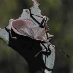 Amorbus (genus) (Eucalyptus Tip bug) at Cotter River, ACT - 23 Feb 2019 by JohnBundock