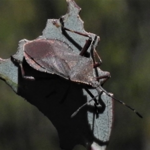 Amorbus sp. (genus) at Cotter River, ACT - 23 Feb 2019