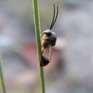 Eucharitidae (family) at Cook, ACT - 23 Feb 2019 07:34 AM