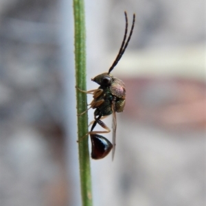 Eucharitidae (family) at Cook, ACT - 23 Feb 2019 07:34 AM