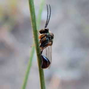 Eucharitidae (family) at Cook, ACT - 23 Feb 2019 07:34 AM