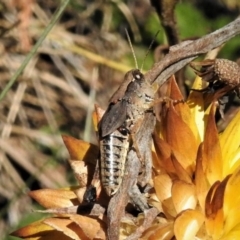 Phaulacridium vittatum (Wingless Grasshopper) at Namadgi National Park - 22 Feb 2019 by JohnBundock