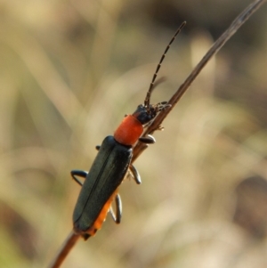 Chauliognathus tricolor at Cook, ACT - 23 Feb 2019