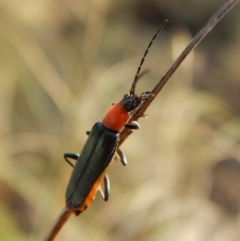 Chauliognathus tricolor at Cook, ACT - 23 Feb 2019