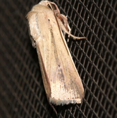 Leucania diatrecta (A Noctuid moth) at Rosedale, NSW - 14 Feb 2019 by jbromilow50