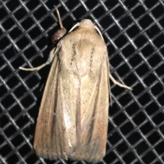 Leucania diatrecta at Rosedale, NSW - 14 Feb 2019 09:55 PM