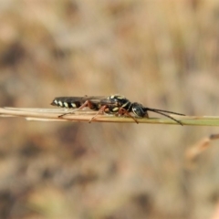 Tiphiidae (family) (Unidentified Smooth flower wasp) at Cook, ACT - 23 Feb 2019 by CathB