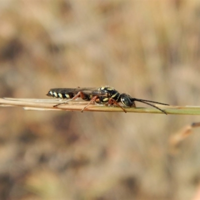 Tiphiidae (family) (Unidentified Smooth flower wasp) at Mount Painter - 23 Feb 2019 by CathB