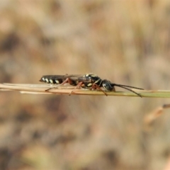 Tiphiidae sp. (family) (Unidentified Smooth flower wasp) at Cook, ACT - 22 Feb 2019 by CathB