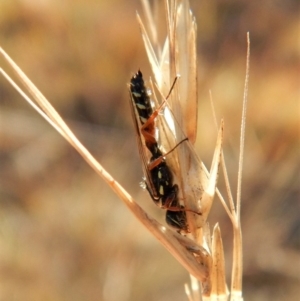 Tiphiidae sp. (family) at Cook, ACT - 23 Feb 2019