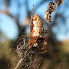 Trichonephila edulis (Golden orb weaver) at Dunlop, ACT - 23 Feb 2019 by CathB