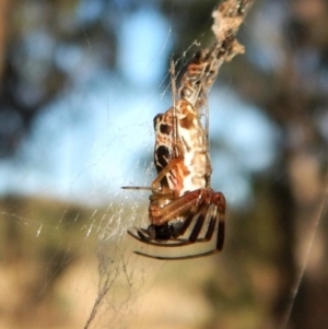 Trichonephila edulis at Dunlop, ACT - 24 Feb 2019 07:42 AM