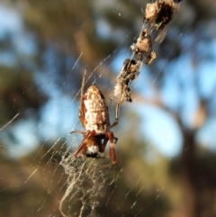 Trichonephila edulis at Dunlop, ACT - 24 Feb 2019 07:42 AM