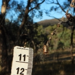 Trichonephila edulis at Dunlop, ACT - 24 Feb 2019 07:42 AM