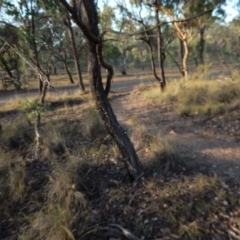 Trichonephila edulis at Dunlop, ACT - 24 Feb 2019 07:42 AM