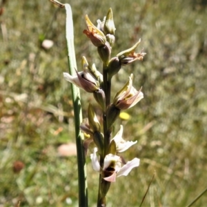 Paraprasophyllum alpestre at Cotter River, ACT - suppressed