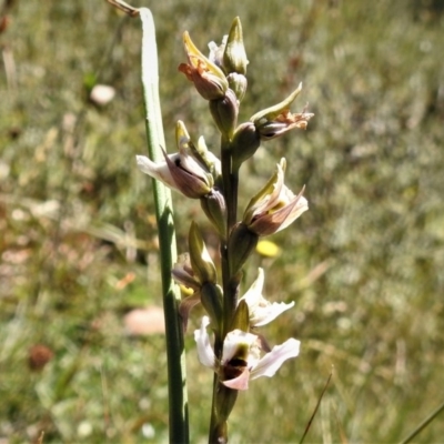 Prasophyllum alpestre (Mauve leek orchid) at Cotter River, ACT - 23 Feb 2019 by JohnBundock