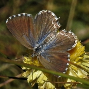 Theclinesthes serpentata at Cotter River, ACT - 23 Feb 2019