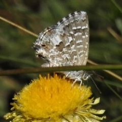 Theclinesthes serpentata at Cotter River, ACT - 23 Feb 2019