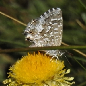 Theclinesthes serpentata at Cotter River, ACT - 23 Feb 2019 03:11 PM