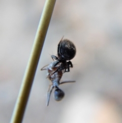 Hadrotarsinae (subfamily) (Unidentified hadrotarsine comb-footed spider) at Mount Painter - 23 Feb 2019 by CathB