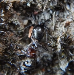 Hadrotarsinae (subfamily) at Cook, ACT - 24 Feb 2019 08:03 AM