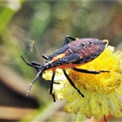 Amorbus sp. (genus) (Eucalyptus Tip bug) at Namadgi National Park - 23 Feb 2019 by JohnBundock