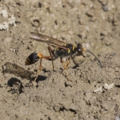 Sceliphron formosum (Formosum mud-dauber) at Mulligans Flat - 22 Feb 2019 by Alison Milton