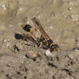 Sceliphron formosum at Amaroo, ACT - 22 Feb 2019 01:59 PM