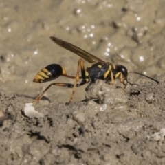 Sceliphron formosum at Amaroo, ACT - 22 Feb 2019 01:59 PM