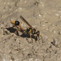 Sceliphron formosum at Amaroo, ACT - 22 Feb 2019 01:59 PM