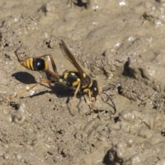 Sceliphron formosum at Amaroo, ACT - 22 Feb 2019 01:59 PM