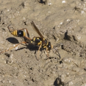 Sceliphron formosum at Amaroo, ACT - 22 Feb 2019