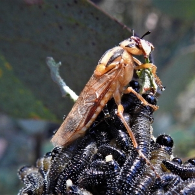 Pseudoperga lewisii (A Sawfly) at Namadgi National Park - 23 Feb 2019 by JohnBundock