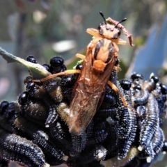 Pseudoperga lewisii at Cotter River, ACT - 23 Feb 2019 03:13 PM