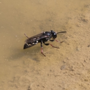 Crabroninae (subfamily) at Amaroo, ACT - 22 Feb 2019 02:00 PM