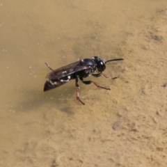Crabroninae (subfamily) (Unidentified solitary wasp) at Mulligans Flat - 22 Feb 2019 by Alison Milton
