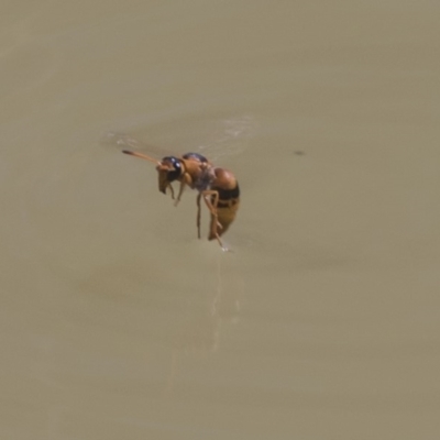 Eumeninae (subfamily) (Unidentified Potter wasp) at Mulligans Flat - 22 Feb 2019 by AlisonMilton