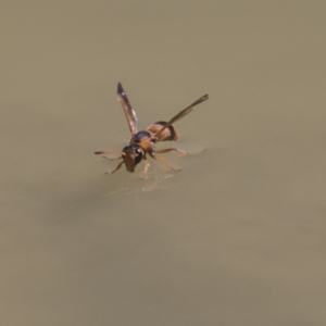 Eumeninae (subfamily) at Amaroo, ACT - 22 Feb 2019