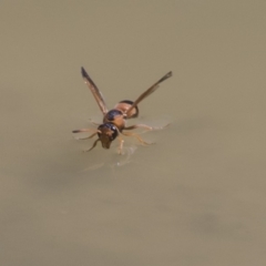 Eumeninae (subfamily) at Amaroo, ACT - 22 Feb 2019