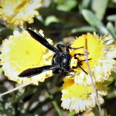 Scolia (Discolia) verticalis (Yellow-headed hairy flower wasp) at Namadgi National Park - 23 Feb 2019 by JohnBundock