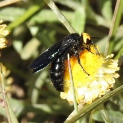 Scolia (Discolia) verticalis at Cotter River, ACT - 23 Feb 2019