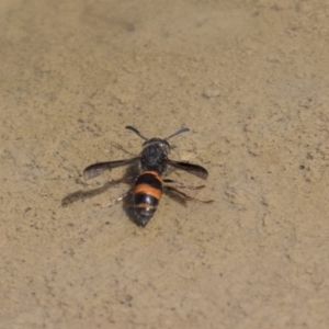 Eumeninae (subfamily) at Amaroo, ACT - 22 Feb 2019