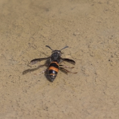 Eumeninae (subfamily) (Unidentified Potter wasp) at Amaroo, ACT - 22 Feb 2019 by AlisonMilton