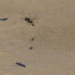 Eumeninae (subfamily) at Amaroo, ACT - 22 Feb 2019