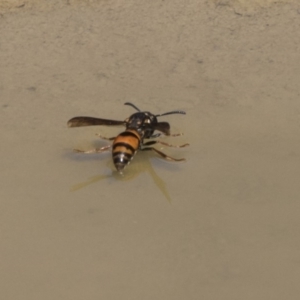 Eumeninae (subfamily) at Amaroo, ACT - 22 Feb 2019