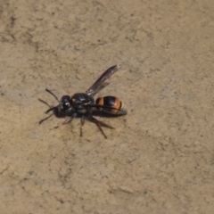 Eumeninae (subfamily) at Amaroo, ACT - 22 Feb 2019